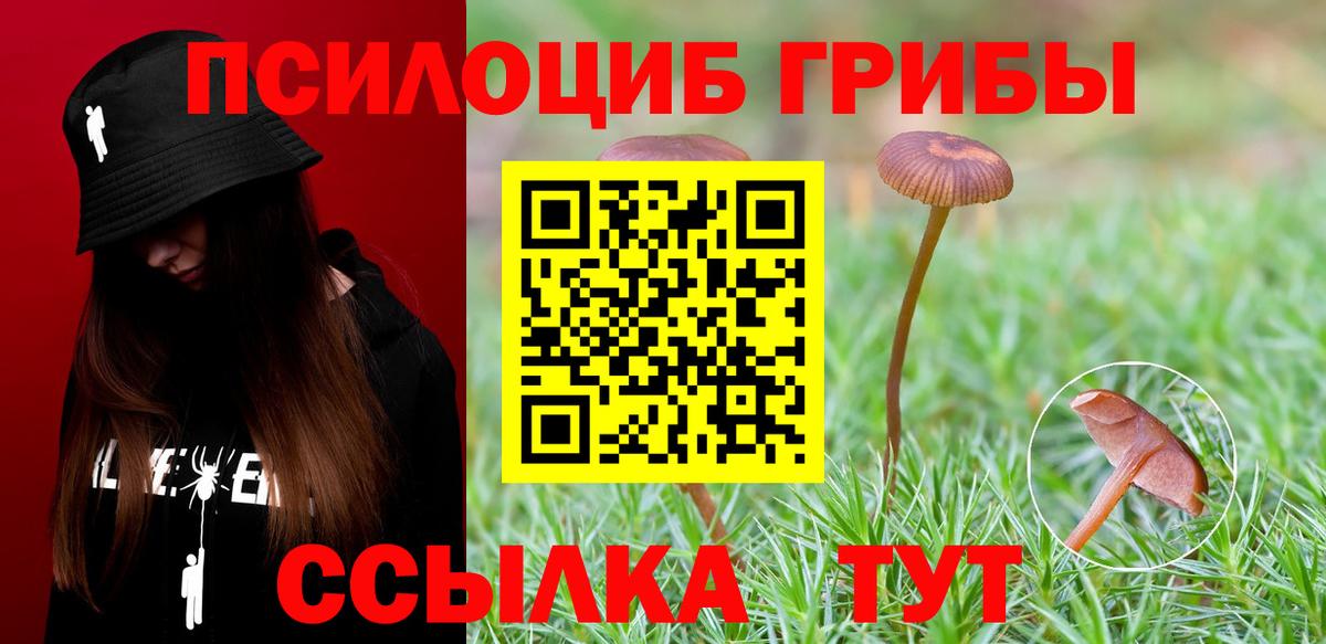 Галлюциногенные грибы Psilocybe Новочеркасск